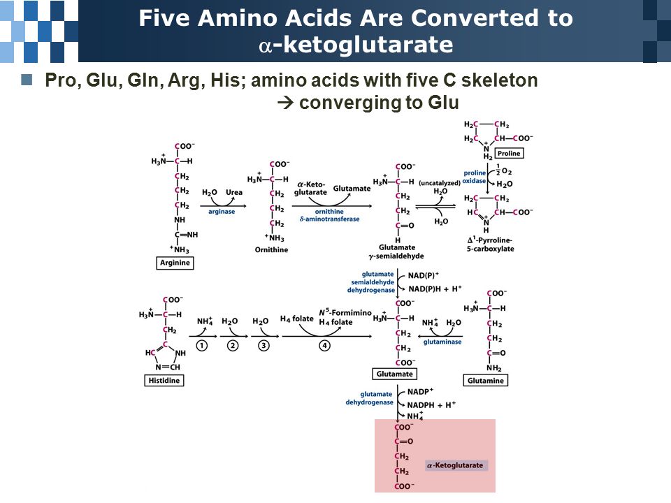 Amino acids and how they relate to athletics essay